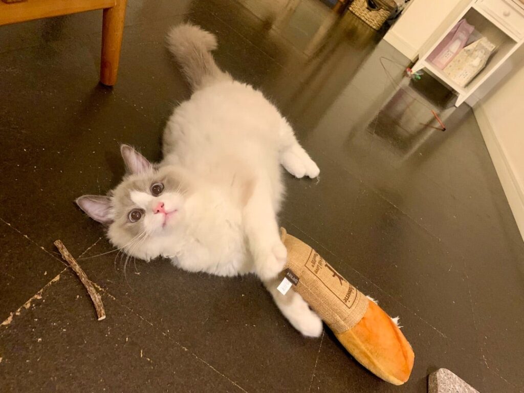 遠野なぎこの愛猫・愁くんのリラックス姿