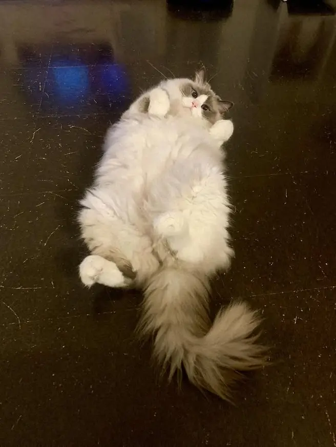 愛猫・愁くんがお腹を出している