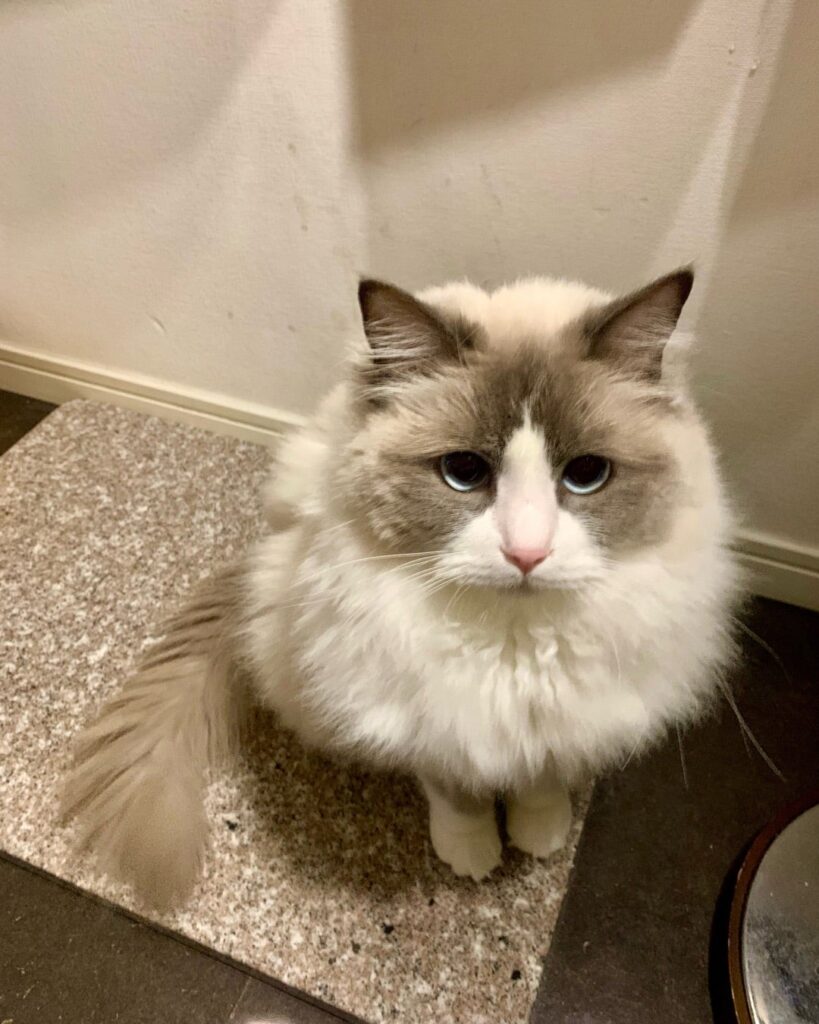 何かを言いたそうな、猫ちゃん