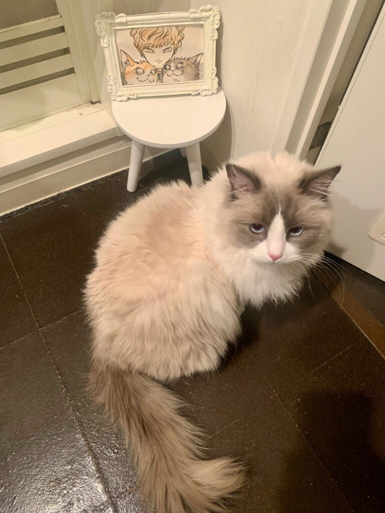 飼い主を見つめるシュウくん
