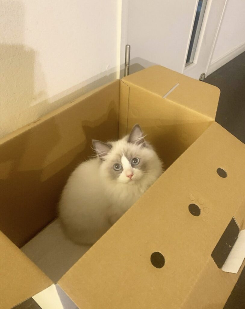 遠野なぎこの愛猫・愁くん、初めてなぎこさんとお会いした