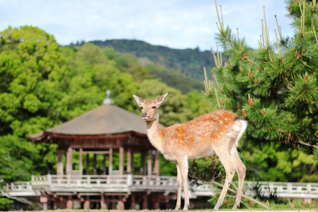鹿さんの故郷の奈良公園