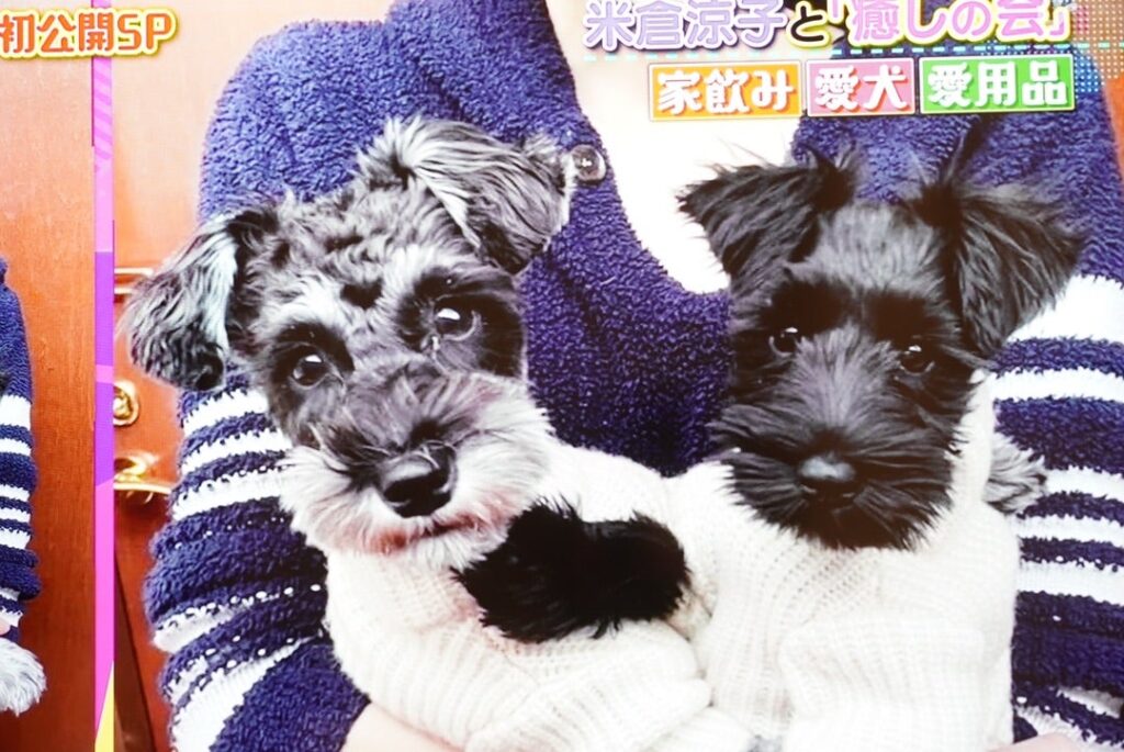 米倉涼子の愛犬二匹